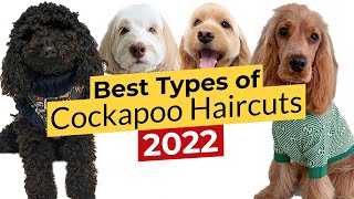 Best Types of Cockapoo Haircuts 🐶 Puppy Teddy Bear Cocker Spaniel Lamb Summer 🐶 [upl. by Ayaj505]