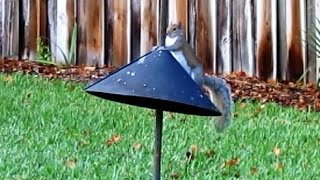 Squirrel Baffle Long Term Test and Review [upl. by Tengdin302]