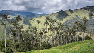 4 semaines en Colombie  3éme épisode  La vallée de Carbonera et ses palmiers de cire sous titré [upl. by Eelyac]