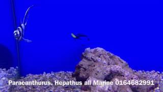 Paracanthurus hepatus Fabrice ortin [upl. by Acey808]