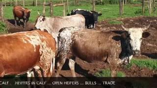 AAM Nguni sale 30 November 2019 Medium [upl. by Ifen635]