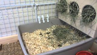 How To Litter Box Train Your Bunny Rabbit [upl. by Yllop]