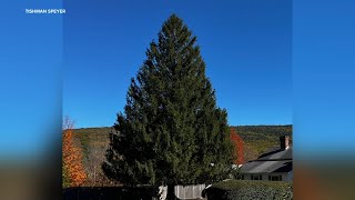 Rockefeller Cener Christmas tree being cut down in Massachusetts [upl. by Hebrew275]