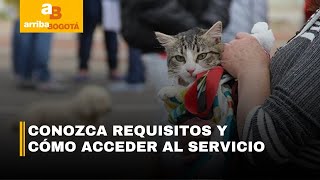 Regresan las jornadas de esterilización gratuitas en el Instituto de Protección Animal  CityTv [upl. by Dimitris]