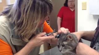 Smoke The Light Gray Tabby Cat Hissing At The Vet [upl. by Ailalue]