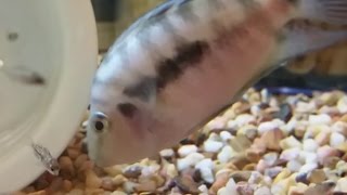 Convict cichlid  single parenting amazing facts on convict cichlid breeding and parenting skills [upl. by Leodora]