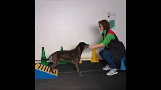 Trainen van de achterhand  Sport en Spel voor Dieren [upl. by Som]