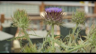 Artichoke Thistle Cynara cardunculus [upl. by Atteuqal]