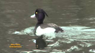 Reiherente  Fuligule morillon  Tufted Duck [upl. by Ydorb]