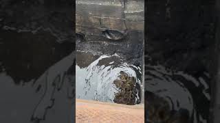 Ducklings rescued from Bayonne sewer [upl. by Einrae]