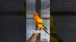 sun conure breeding pair🔥  how to breed sun conures  shorts [upl. by Nasus790]