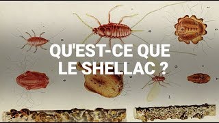 Questce que le shellac additif issu dinsectes retrouvé dans des aliments [upl. by Darcey710]