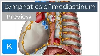 Lymph nodes and vessels of the mediastinum preview  Human Anatomy  Kenhub [upl. by Eibba]