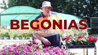 Begonias  Overwintering  Essential Tips Bigger Blooms [upl. by Reffotsirhc977]