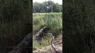 czapla siwa shorts trailcamera wildlife nature cameratrap animals birds [upl. by Laenahtan]