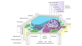 Zelle  Protoplast  Zytoplasma  Zytosol [upl. by Hubey]