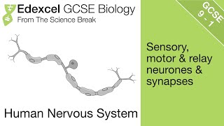 Edexcel GCSE Biology  The Nervous System [upl. by Ophelie288]