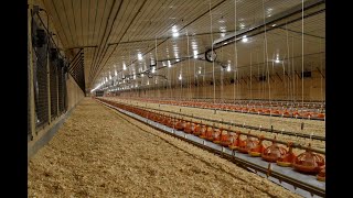 Introduction to Modern Broiler Production all subjects combined [upl. by Retepnhoj]