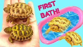 Unboxing Baby and Bathing Care Information for Russian Tortoises from TortStork [upl. by Ddat402]