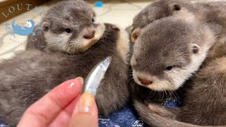 First Time Showing Fish to Baby Otters Drinking Milk [upl. by Hungarian]