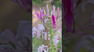 Cleome spinosa [upl. by Sulrac]