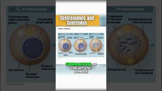 Origin of the Mitotic Spindle Centrosomes and Centrioles 🍝 [upl. by Yesnel]