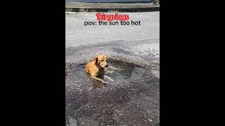 When things not going just remember to cool off life mi dwag viralshort dog dogloversparadise [upl. by Thera]