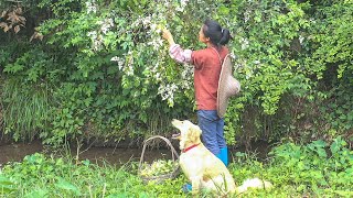 采蜂蜜，摘金銀花，制作蜂蜜金銀花茶Collect honey and pick honeysuckle to make honey honeysuckle tea【乡野莲姐】4K [upl. by Kinzer]