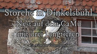 Störche in Dinkelsbühl – Nest auf dem CaMü mit drei Jungtieren [upl. by Werna]