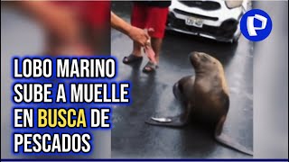 Chimbote lobo marino aparece en muelle en busca de alimentos [upl. by Athalee809]