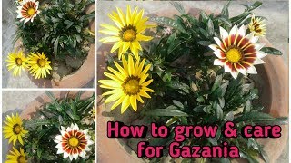 How to grow Gazania in pots [upl. by Miah425]