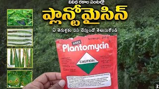 Plantomycin issues Telugu బ్యాక్టీరియా తెగుళ్ల నివారణఅన్ని రకాల పంటలపై [upl. by Ezaria238]