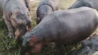 Hippo জলহস্তী in Bangobandhu Sheik Mujib Safari ParkCoxs Bazaar hippopotamus [upl. by Eelasor]