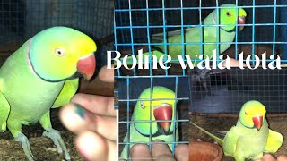 Bolne wala tota viralvideo pigeon trending birds subscribe parrot [upl. by Drud]