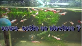 alevinos de betta com 15 dias [upl. by Seilenna]