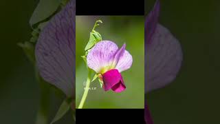 Lathyrus odoratus commonly called sweet pea is a bushy or climbing annual that features flowers [upl. by Annamaria]