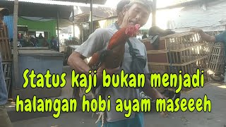 STATUS KAJI BUKAN MENJADI HALANGAN HOBI AYAM MASEEEH 🤣 [upl. by Heiney]