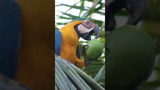 la guacamaya 🦜❤️ [upl. by Aicinad966]