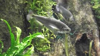 aggressive aquarium fish predators Hydrolycus Scomberoides [upl. by Laehpar421]