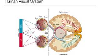 Introduction to Psychology 33 Sensation and Perception Vision [upl. by Erdeid844]