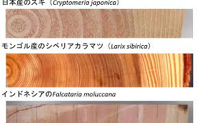 農学部森林科学科 模擬授業「木材組織学～年輪はどのようにしてできるのか～」石栗太 [upl. by Eniledam846]