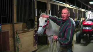 Farrier Quick Takes Red Renchin Training Horses To Stand Still For Shoeing [upl. by Frederiksen]