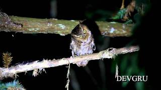 黃嘴角鴞 Mountain Scops Owl [upl. by Aennyl]