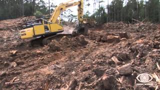 Forest Witness  New roading into wild forests in the Weld Valley [upl. by Yug]