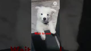 Dog Barking  Dog Barking Loudly Dog Barking Video shortvideo [upl. by Ayatnahs]