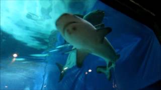 20160106 美ら海水族館 ホホジロザメ [upl. by Sarge]