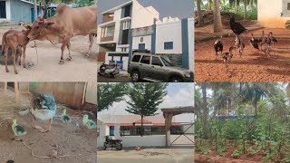 Koli  Goose 🦆 Mayilai Maadu  Kaai Kari Chedi  Office  Episode  84 [upl. by Tedmann]