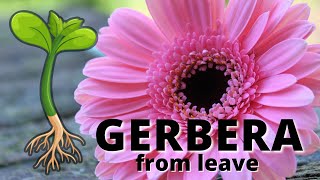 Gerbera Propagation From Leaves [upl. by Aihseuqram]