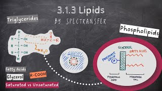 EASY REVISION AQA Alevel Biology 313 Lipids by SpecTransfer [upl. by Annaitsirk880]