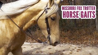 Missouri Fox Trotter Horse Gaits [upl. by Pallua]